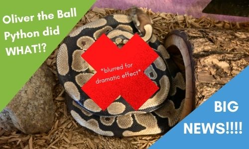 Oliver the Ball Python Did WHAT!? 